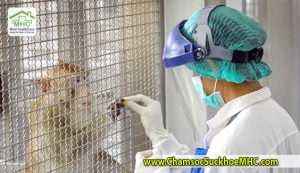 thai lan thu nghiem thanh cong vaccine covid-19 tren khi va chuot VJcare
