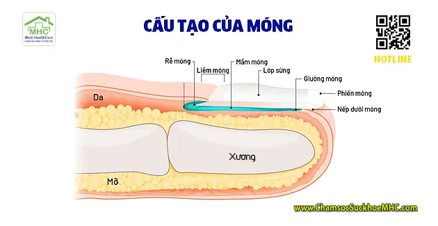 Điều trị móng chọc thịt bằng phenol là gì ? 1 cau tao cua mong tay mong chan
