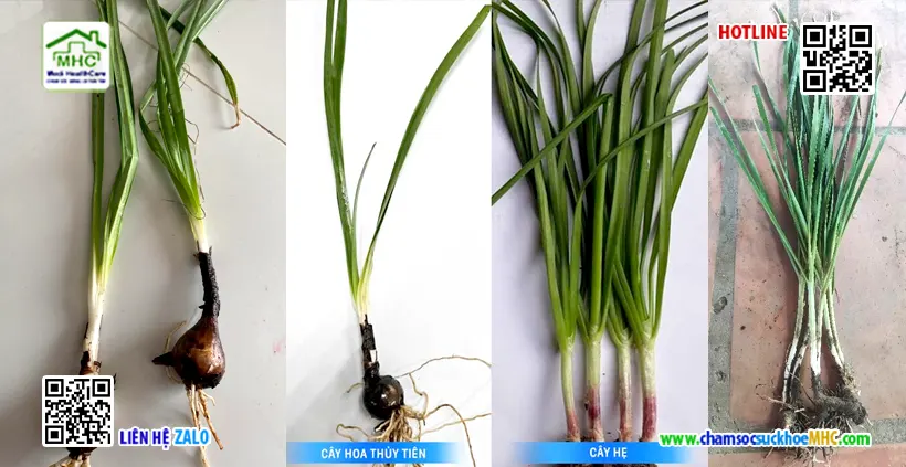 Nhầm lẫn lá hoa thủy tiên và lá hẹ: 2 trẻ ngộ độc 4 cây hẹ và cây hoa thủy tiên